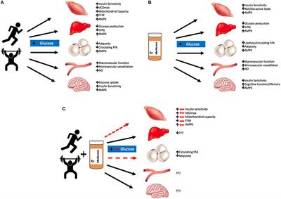 Metformin May Contribute to Inter-individual Variability for Glycemic Responses to Exercise